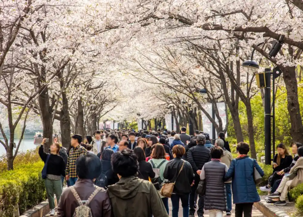 벚꽃 명소